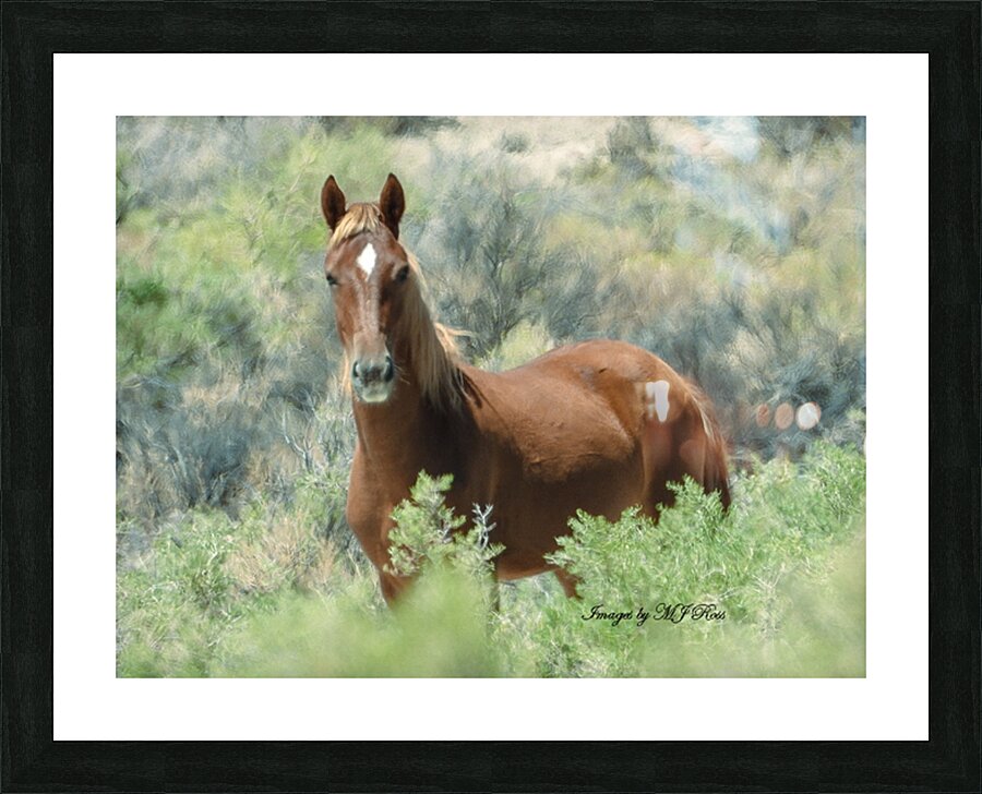 Nevada Mustang series 11 1 Picture Frame print