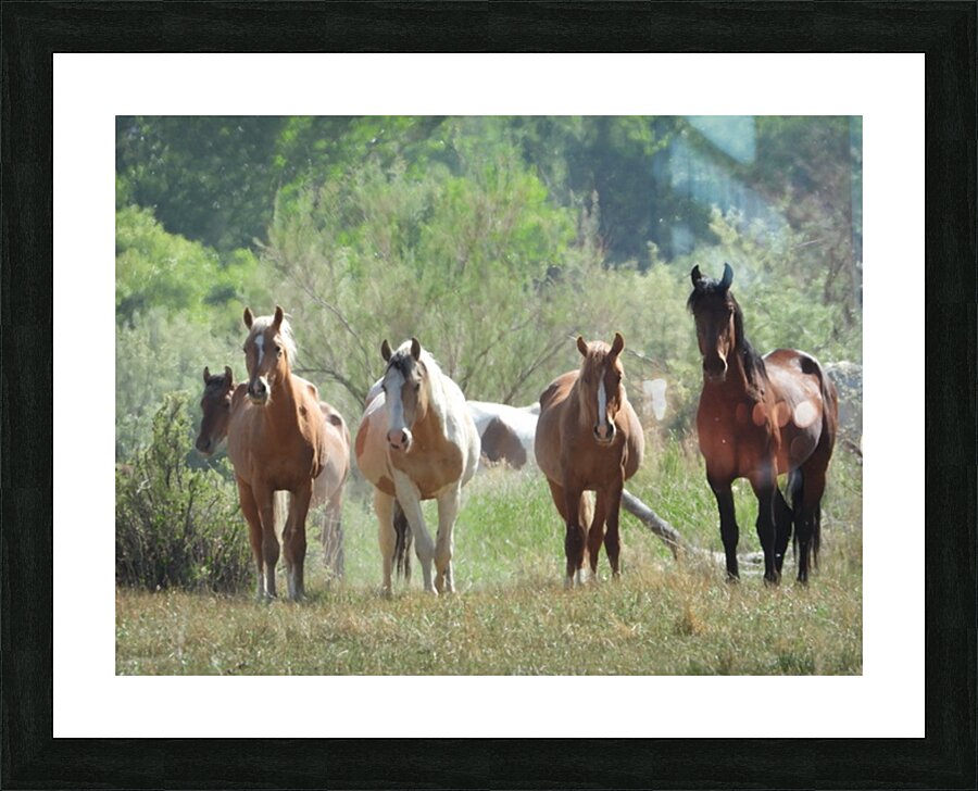 Nevada wild 2 1 Impression et Cadre photo