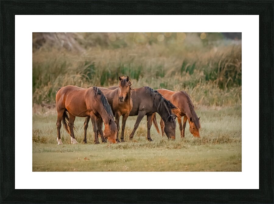 Nevada wild  Series VR1 1 Picture Frame print