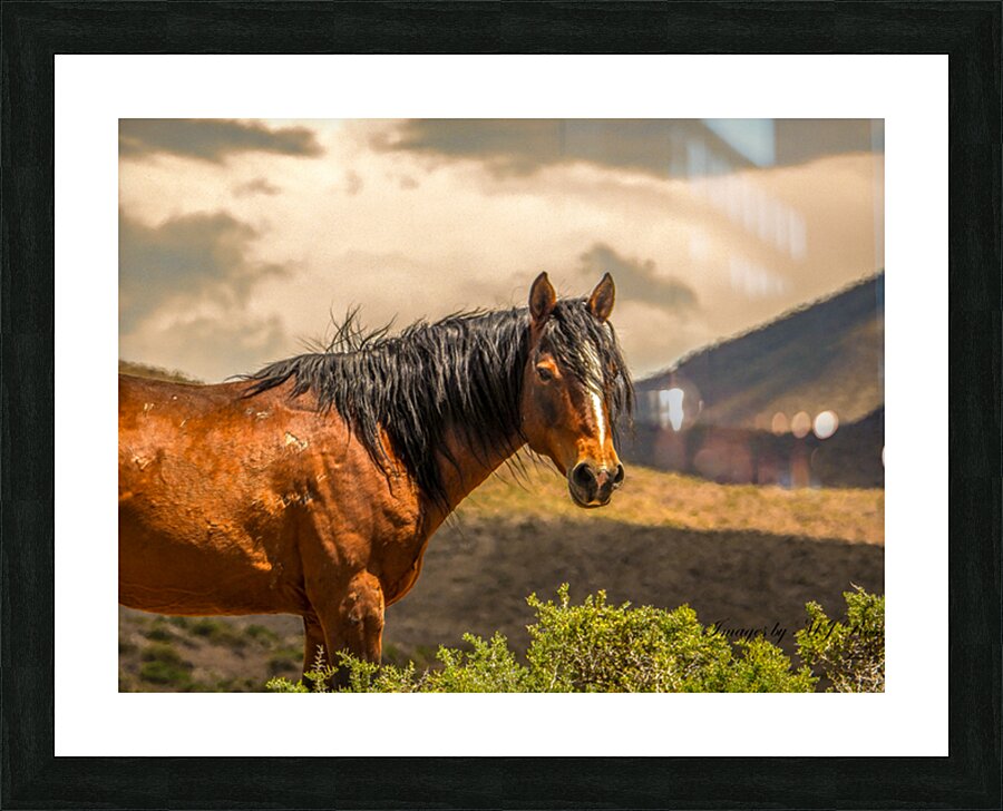 Nevada Mustang Series 16 1 Picture Frame print