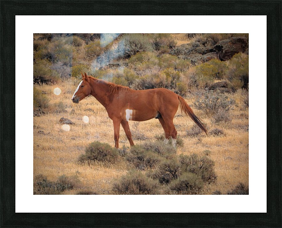 Nevada Mustang Series 16 1 Picture Frame print