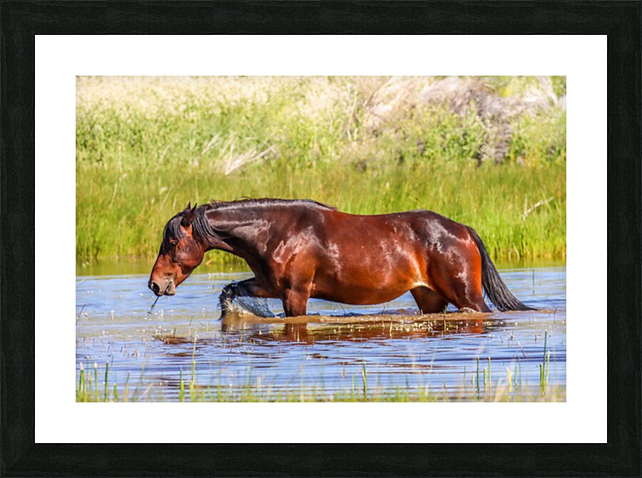 Nevada Mustang 1 4 Impression et Cadre photo