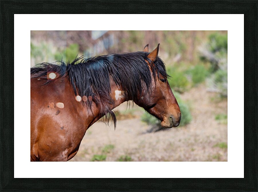 Nevada Mustang 2 4 Picture Frame print