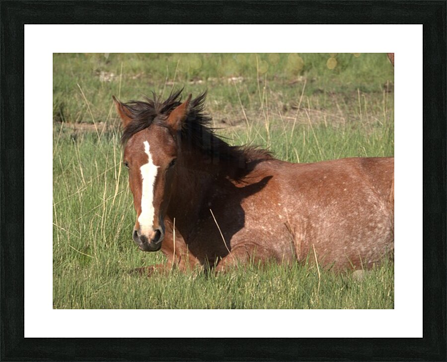 Nevada Wild 16 1 Picture Frame print