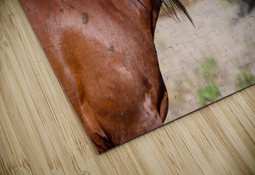 Nevada Mustang 2 4 ImagesbyMJRoss puzzle