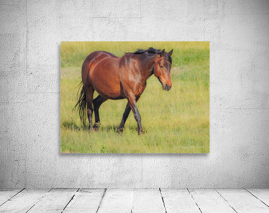 Nevada Virginia Range Series 6 Wall Preview