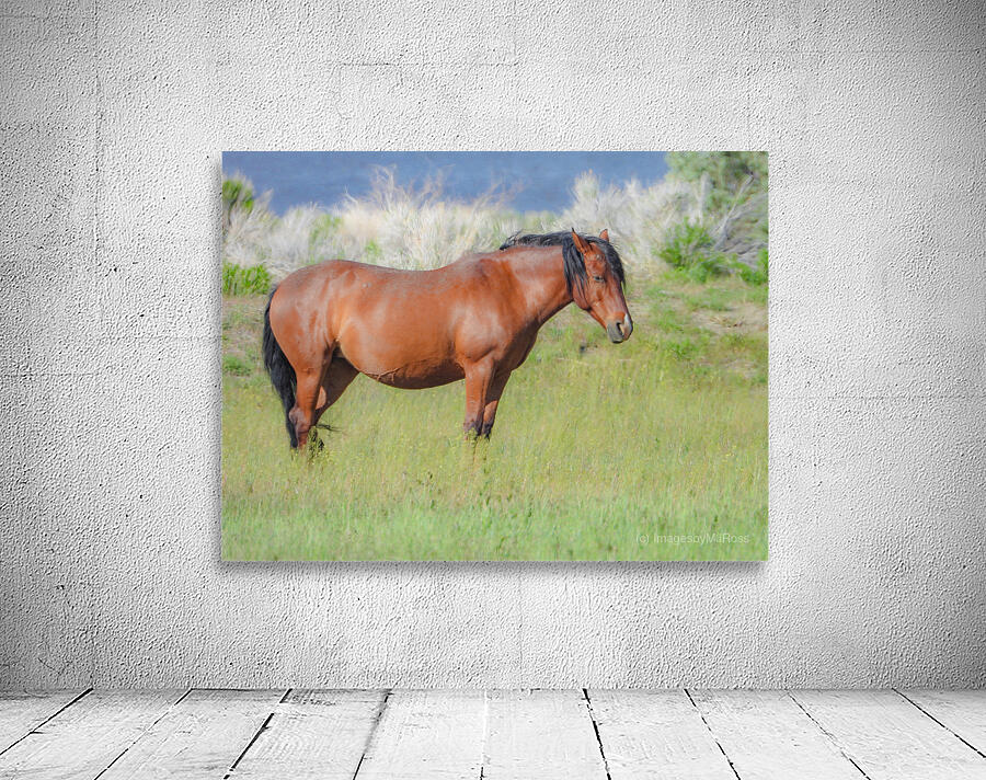 Nevada Virginia Range Series 8 Wall Preview