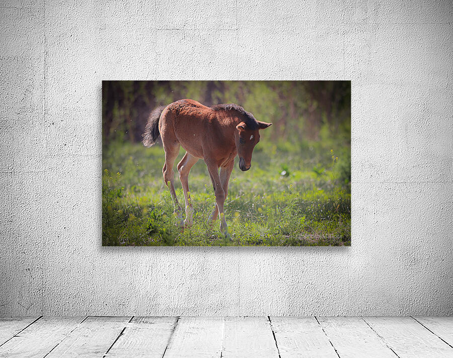 Nevada Virginia Range Series 30 Wall Preview