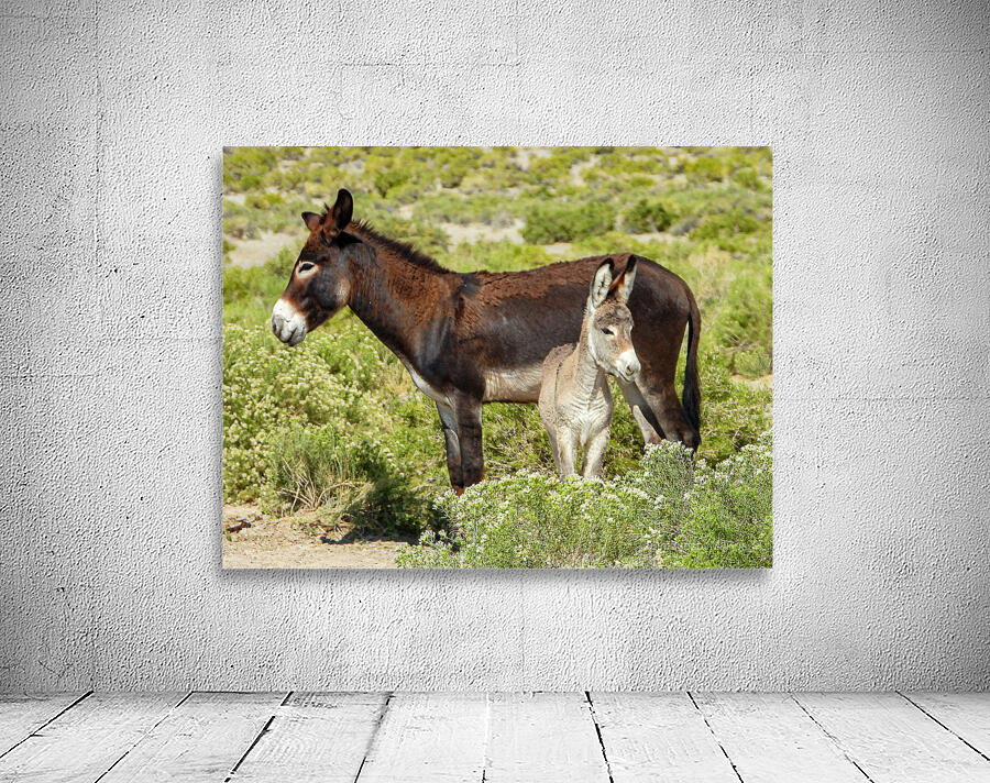Marietta Wild Burro Range HMA 1 Wall Preview