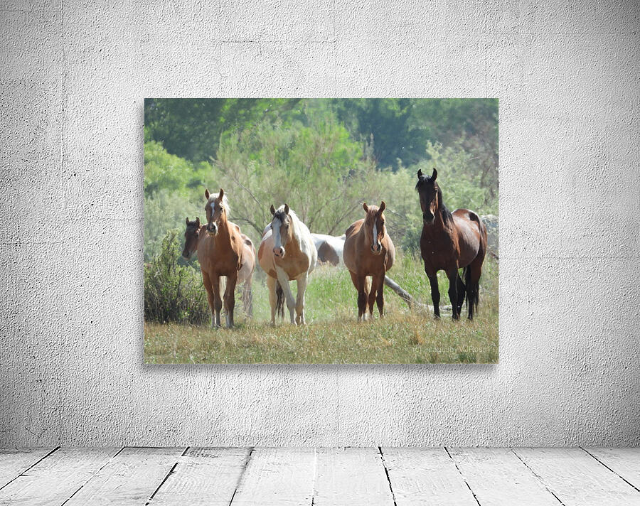 Nevada wild 2 1 Wall Preview