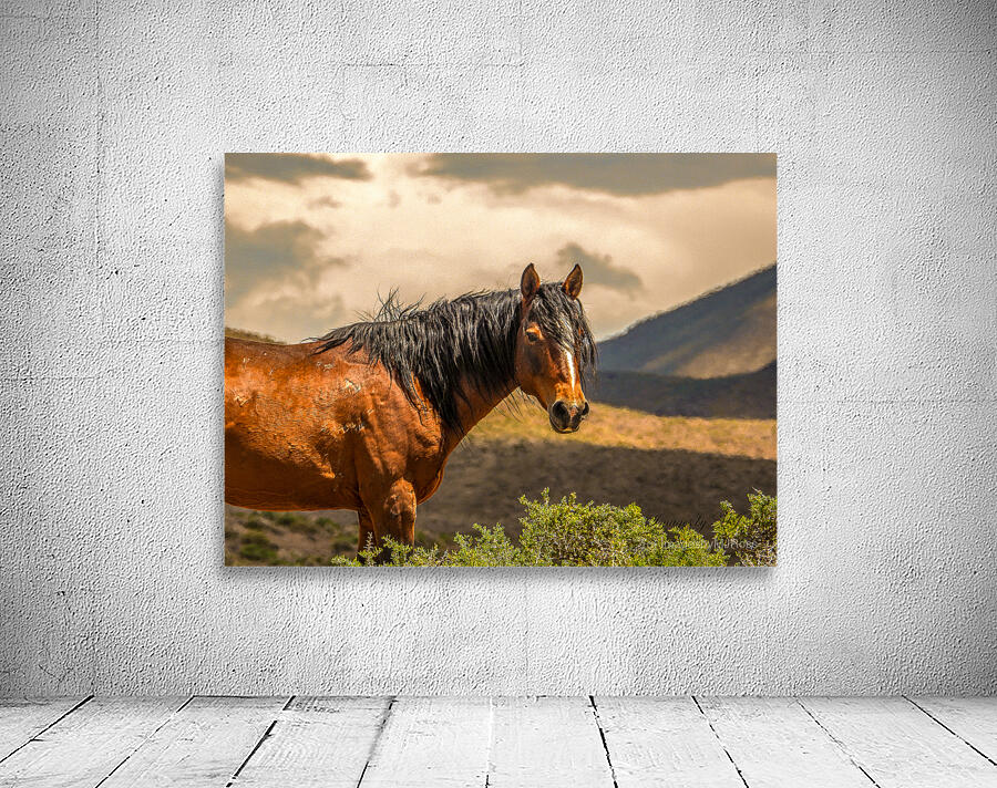 Nevada Mustang Series 16 1 Wall Preview