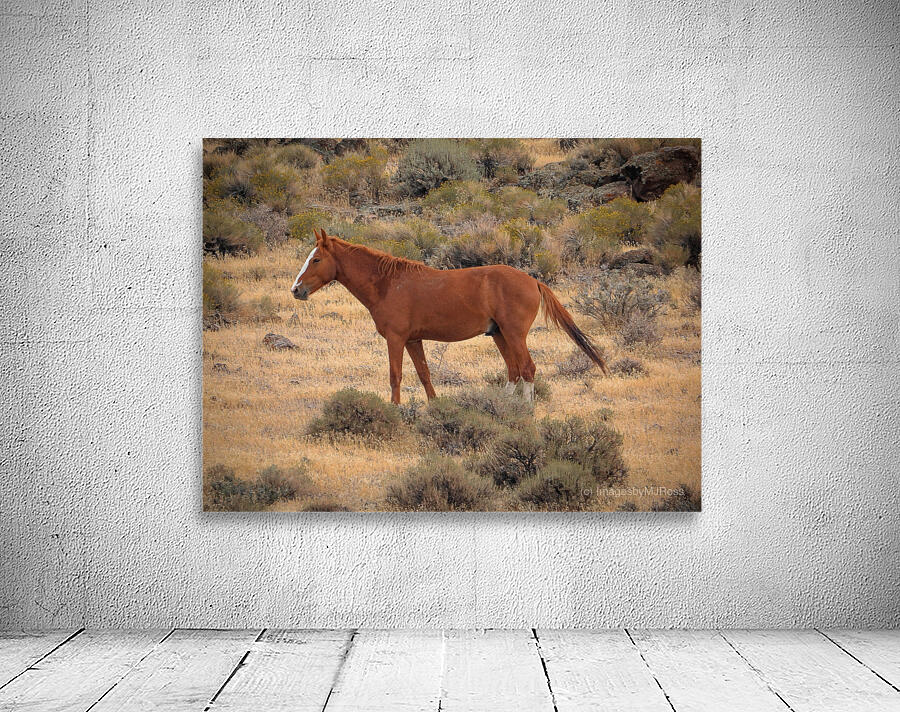 Nevada Mustang Series 16 1 Wall Preview