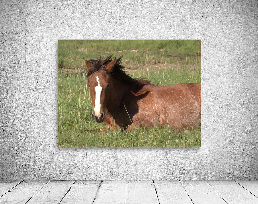 Nevada Wild 16 1 Wall Preview