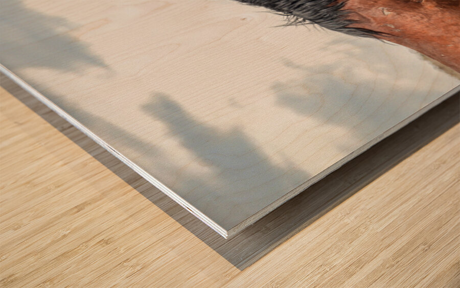 Wild  Horse Nevada Series 2 Wood print