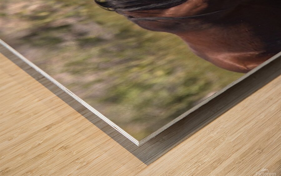 Wild Horse Nevada Series 5 Wood print
