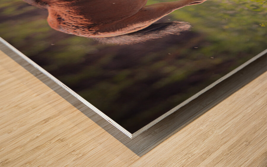 Nevada Virginia Range Series 30 Wood print