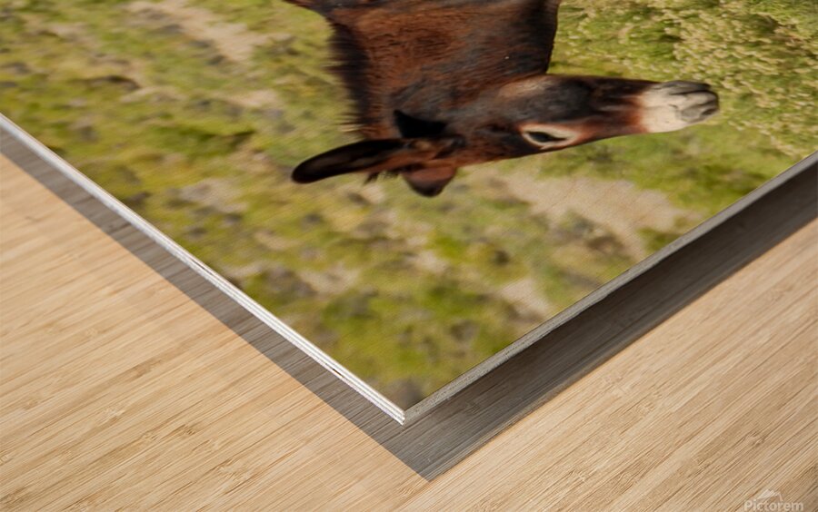 Marietta Wild Burro Range HMA 1 Wood print