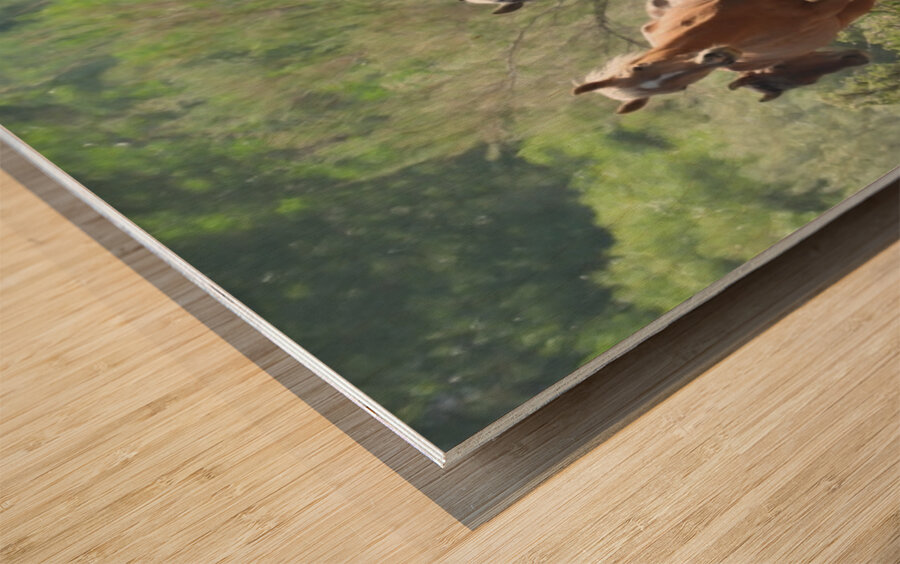 Nevada wild 2 1 Impression sur bois