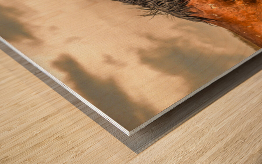 Nevada Mustang Series 16 1 Wood print