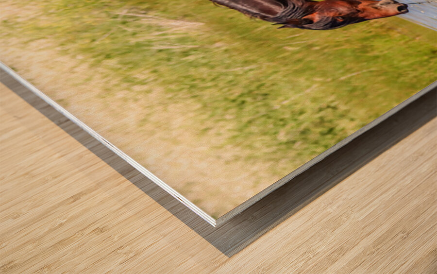 Nevada Mustang 1 4 Impression sur bois