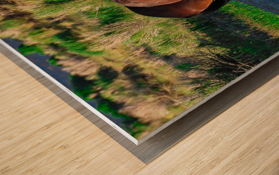 Nevada Mustang 1 6 Wood print