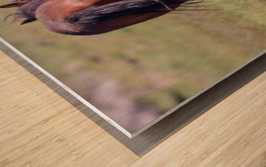 Nevada Wild 14 1 Impression sur bois