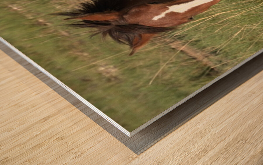 Nevada Wild 16 1 Wood print