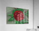 Roses Acrylic Print