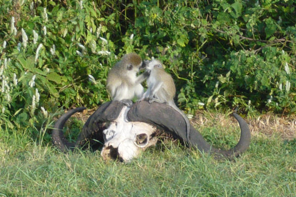 JPTCM 6 Digital Download