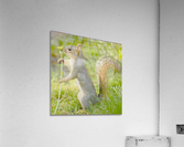 JPT 2130 Acrylic Print