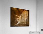 JPT 793OWL 5 Acrylic Print