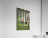 4 day fox cub Acrylic Print
