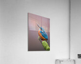 KING 4 Acrylic Print