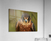 Kestre Acrylic Print