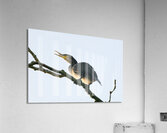 JPT. 8 Acrylic Print