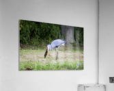 _JPT8962 Acrylic Print