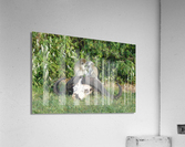 JPTCM 6 Acrylic Print