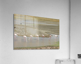 JPTCM 5 Acrylic Print