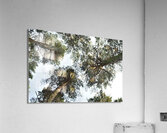 JPT 8657 Acrylic Print