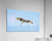 JPT 997L Acrylic Print