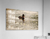 JPT 7323 Acrylic Print