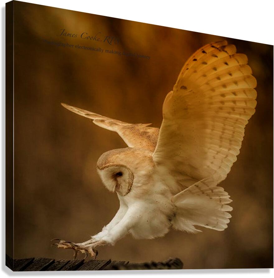 JPT 793OWL 5 Canvas Print