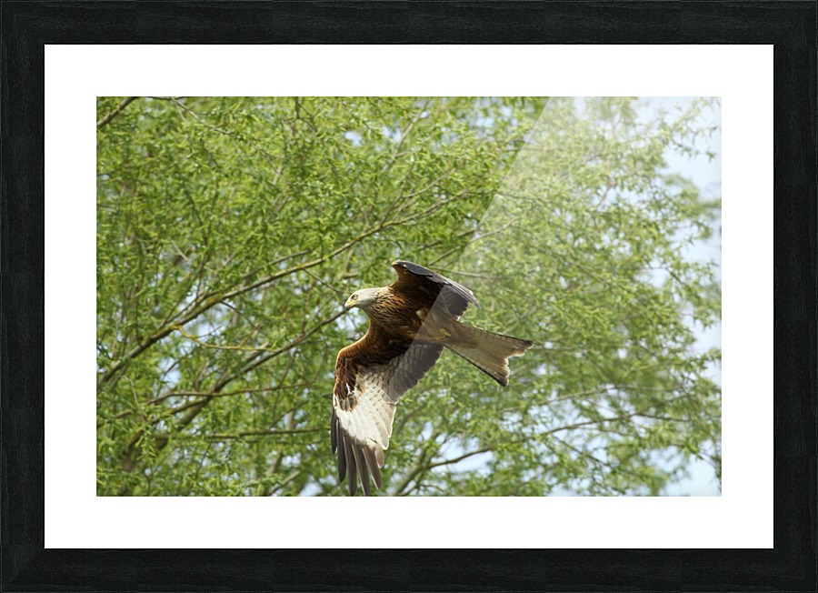 JPT 681R Picture Frame print