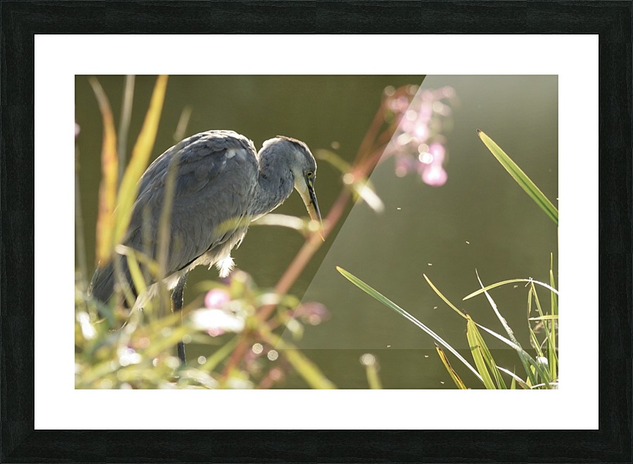 JPT 572HE Picture Frame print