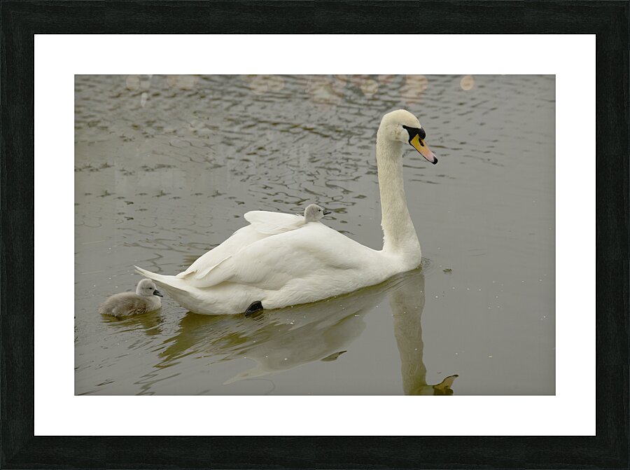 JCC 9874Q Picture Frame print