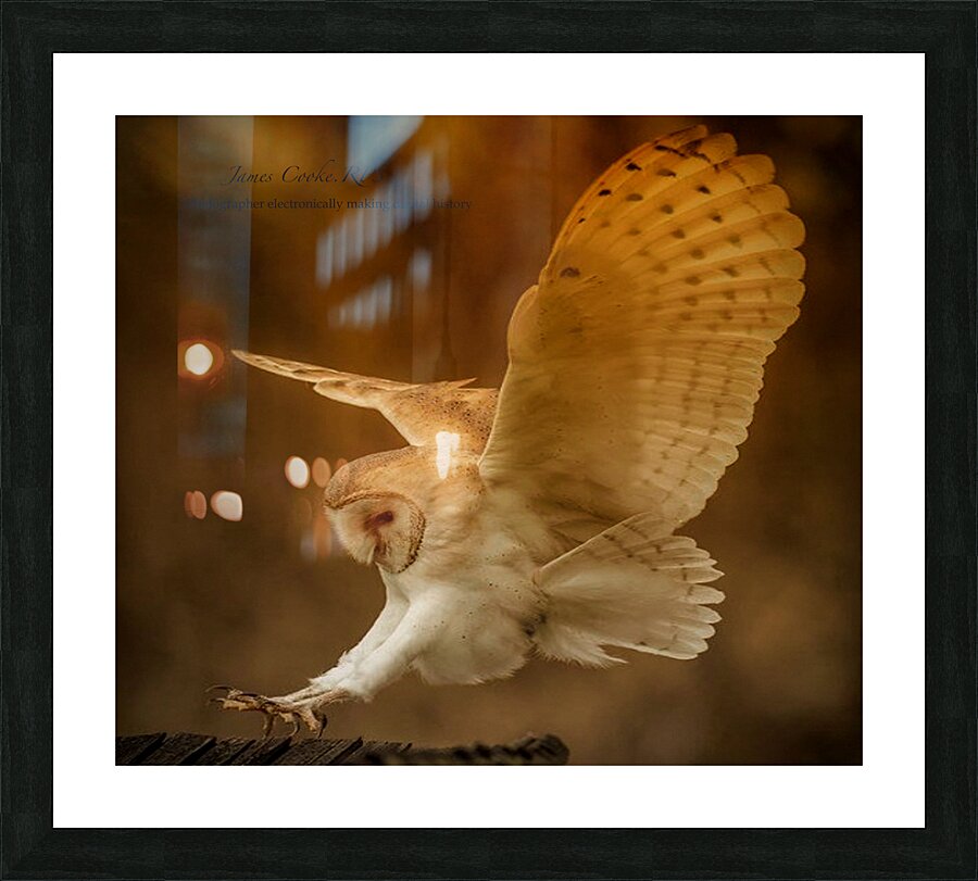 JPT 793OWL 5 Picture Frame print