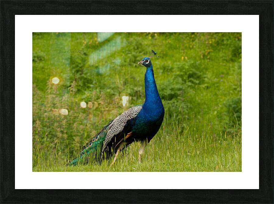 JAM 0505 A 3 Picture Frame print