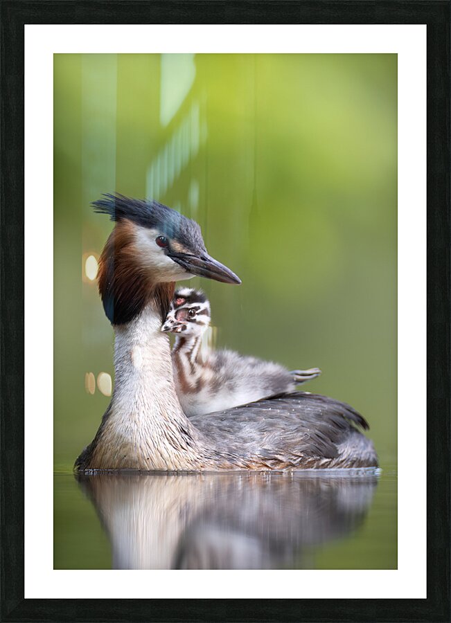 Great crested grebe Picture Frame print