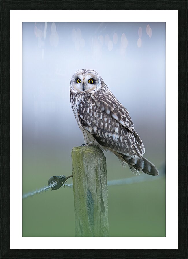 Barn owls Picture Frame print