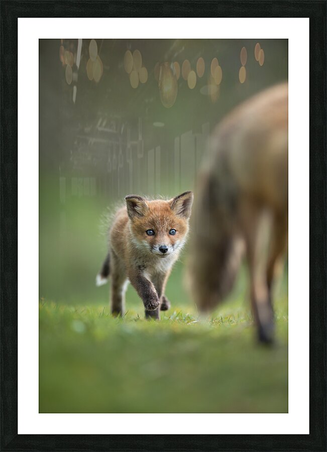 4 day fox cub Picture Frame print